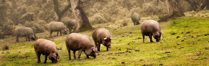 le-cochon-iberique-Ibesurex